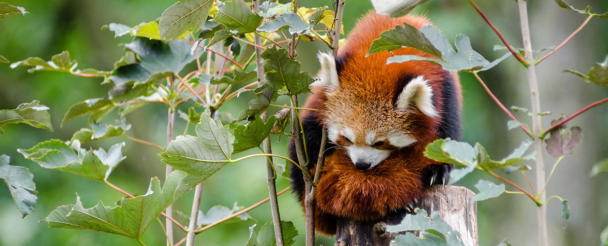 red panda